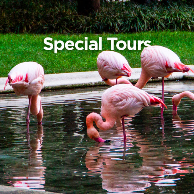 Special tours